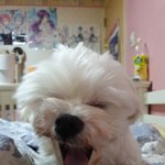 [댓글부탁해] 내가 그린 강아지들 봐종
