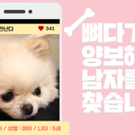 [강아지] 랄라 우리집 뽀시래기들 - 공개구혼