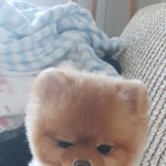 개껌 좀 씹어본 불량강아쥐~