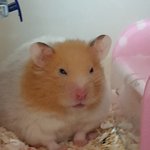 [댓글부탁해] 뚱뚱한 <b>햄스터</b> 볼 사람