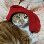 고양이 와 빨간<b>모자</b>
