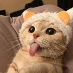 [드루와] 얼굴 길면 단발 안어울리는거 절대 아님