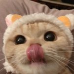 [꼭조언부탁] 새내기 자취 <b>설득</b> ㅠㅠㅠㅠ