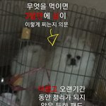 [이것좀봐줘] 동물학대를 목격했습니다.도와주세요.