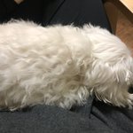 울 멍멍이 봐줘!! 말티즈푸들잡종인데 <b>짱</b><b>귀</b>여어