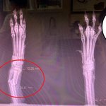 [꼭조언부탁] 추추가)7개월 <b>토이</b>푸들 미용목욕후 다리골절사건 (긴글주의)