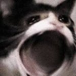 지성,<b>복합</b>성인 얘들아 쿠션 뭐 써??