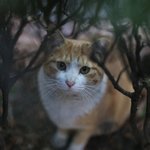 우리 <b>불닭</b>이 좀 봐줘라ㅠㅠㅠㅠㅠㅠ