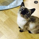 [모두드루와] 우리 고양이 살찐 거 세상 사람들이 다 알아야 돼...