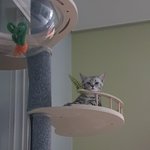 [동물사랑방] 우리집 <b>고영</b>이 백호