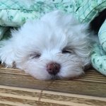 강아지 <b>구경</b>할<b>사람</b>
