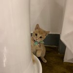 [고양이] 우연히 나에게 온 <b>콩떡</b>야옹이 4 (수정)