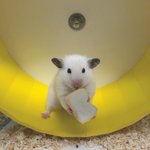 [햄스터햄<b>찌</b>] 저희 집 기요미들 보고가<b>세</b>효 찍찍