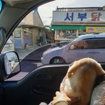 [강아지] 우리 두부 보고가세요