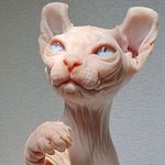 [고양이] 세상에서 제일 귀여운 외계인 스핑크스 고양이