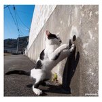 [모두드루와] <b>구멍</b>이 신기한 고양이