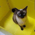 샴고양이 정말이뻐요~
