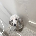 [도와주세요] 강아지 의료사고 질문드립니다