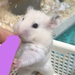 [ㅈㄱㄴ] 울햄지 엄청 커짐(햄스터사진<b>주의</b>)
