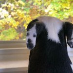 귀에 한 <b>마리</b>가 더 있어요!