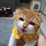 맹한 우리 동그리 좀 보셔요 ㅎ