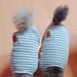 울 댕댕이들 <b>일상</b> 사진 갖구 왔어 :)