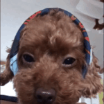 아니 원래 강아지들 다 <b>이래</b>??