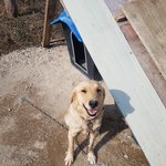 [강아지] 리트리버의 가족이 되어주세요