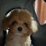 2달된 말티푸를 <b>분양</b> 받았습니다~~