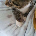 냐옹이가 내 꼭지에다 꾹꾹<b>이함</b>