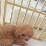 우리집 몽이 구경하세요~~