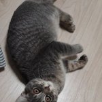 <b>울집</b> 주인님 너무 귀여워ㅠ