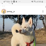 진돗개 개멋있지 않냐??봐바