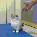 [드루와] <b>자스</b>티즈 졸라재밋음