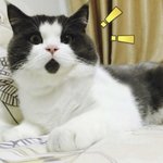 [댓글부탁해] 러브<b>레터</b> 게임 해본사람