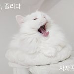 우리 고양이 자는거 보고 갈래요?