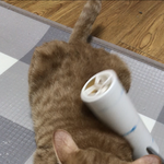 원래 고양이들은  이런건가요?