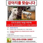 [강아지] 진도견찾아요/<b>인천</b>/사례금100만원
