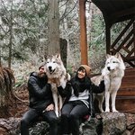 숲속에서 만난 야생 <b>늑대들</b>