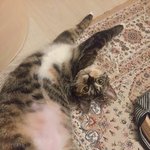 [고양이] 우리집 애기 엽사 <b>투척</b>한다