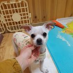 [강아지] 쪼꼬미 <b>준우</b>의 가족이 되어주세요