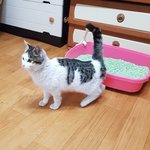 [고양이] 평생 골골송을 들어주실 <b>가족분</b> 안계실까요