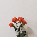 [댓글부탁해] 인문계 아님 <b>특성</b>화, 너넨 뭐 선택할래 ?