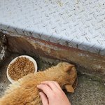 [고양이] 길고양이 때문에 <b>심란</b>하네요..ㅠㅠ