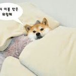 <b>집</b>순이 <b>집돌</b>이 추반