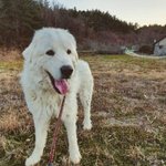 [강아지] 피레니즈 릴리의 가족이 되어주세요