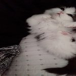 [고양이일상] 먼치킨 고양이 니케 1탄