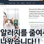 [고양이] 고양이 알레르기를 위한 사료가나온데