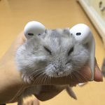 [댓글부탁해] 얘들아 이거 동물<b>학대</b>같아?