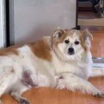 <b>울집강쥐</b> 다이어트 전후사진